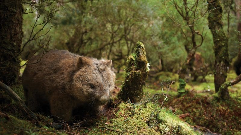 A wombat strolls through a vibrant, sun-dappled Tasmanian forest during the 6 Day Tasmania Explorer Tour, lush greenery all round.