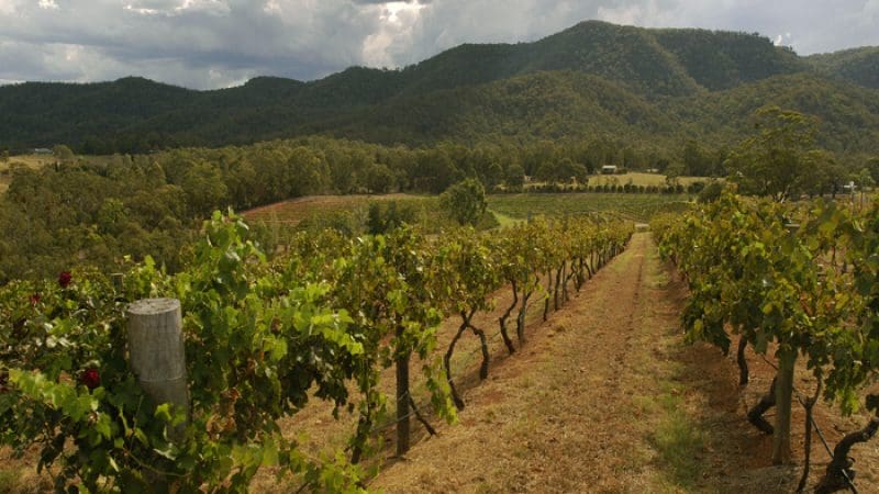 Lush vineyard grapevines stretching over rolling green hills beneath dramatic clouds—ideal setting for a top-rated Hunter Valley wine tour.