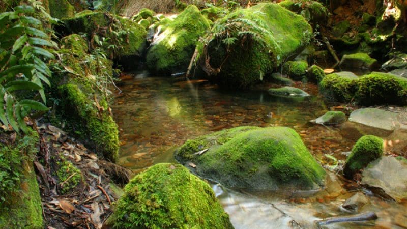 Pristine stream winding through lush forest on the Uncharted Blue Mountains Tour, with moss-covered rocks and vibrant green foliage.