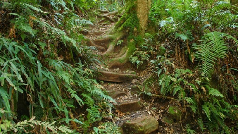 Explore a scenic Blue Mountains forest trail lined with rugged stone steps, exposed roots, lush ferns, and vibrant green foliage.