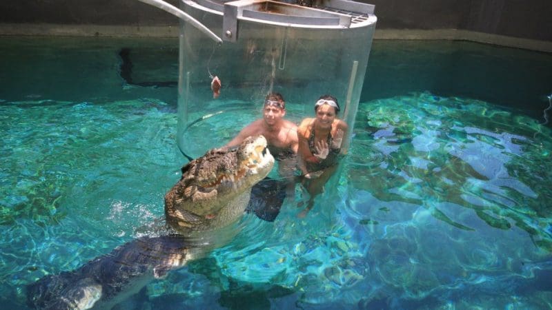 Inside the Cage of Death, two people wave underwater as a massive crocodile swims closer, lured by meat dangling over the tank.