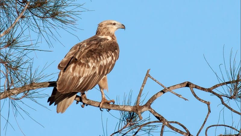 Majestic brown eagle perched on a branch, overseeing the Noosa Everglades Serenity Cruise, embodying wildlife and natural beauty.