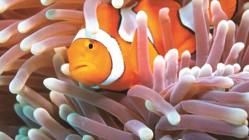Vivid clownfish explores vibrant pink and white sea anemone tentacles on a Half Day Green Island tour with 1pm departure.