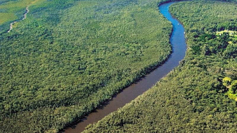 A scenic winding river flows through lush, dense forest to the sea, capturing the tranquillity of a Noosa Everglades Serenity Cruise.
