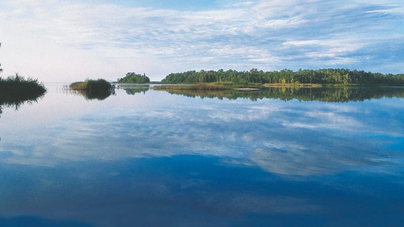 Tranquil lake in Noosa Everglades with lush trees, green grasses, and mirrored blue sky—ideal Half-Day Serenity Cruise experience.
