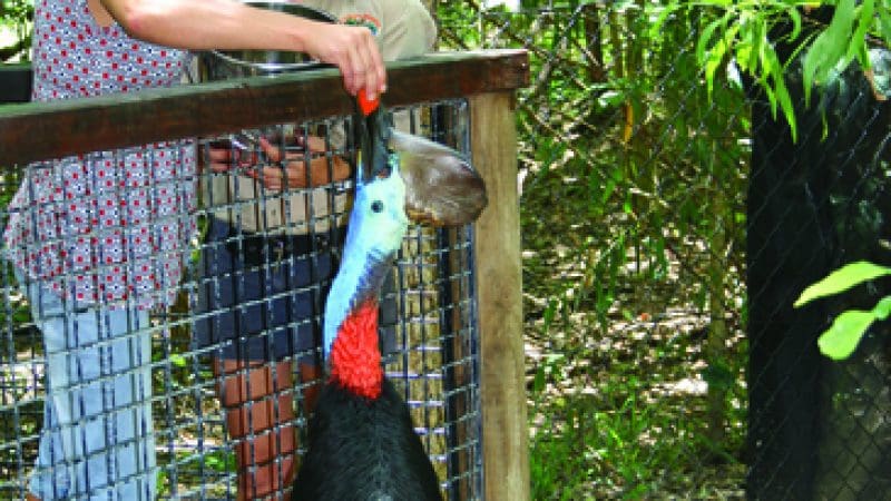 Two women feed a cassowary by a fence in lush greenery, capturing an unforgettable Great Australian Wildlife Experience for visitors.