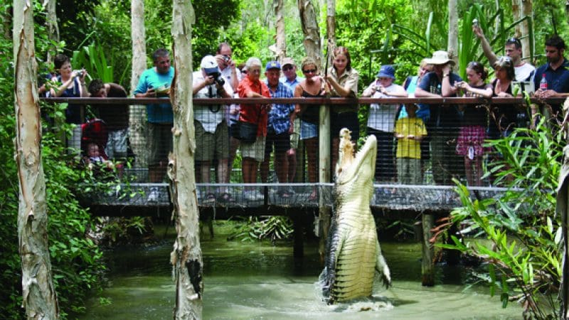 Visitors crowd the entrance of Hartleys Crocodile Adventures, watching a powerful crocodile leap by a vibrant, green viewing platform.
