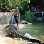 A zookeeper feeds a massive crocodile at Hartleys Crocodile Adventures as fascinated visitors watch safely from behind a secure fence.