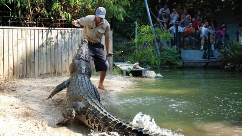 A zookeeper feeds a massive crocodile at Hartleys Crocodile Adventures as fascinated visitors watch safely from behind a secure fence.