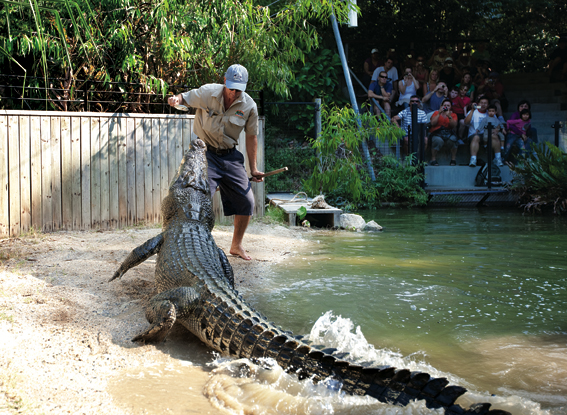 A zookeeper feeds a massive crocodile at Hartleys Crocodile Adventures as fascinated visitors watch safely from behind a secure fence.