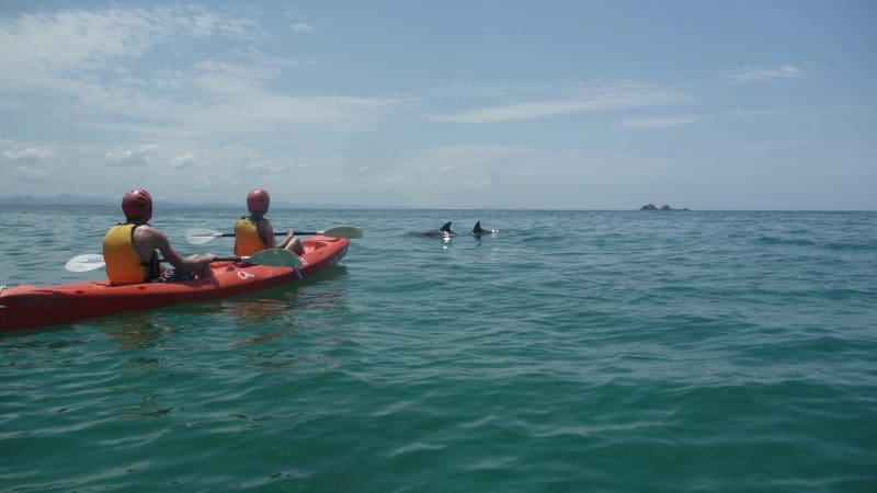 Experience a Guided Ocean Kayaking Tour as two adventurers paddle near playful dolphins in crystal-clear waters under a bright sky.