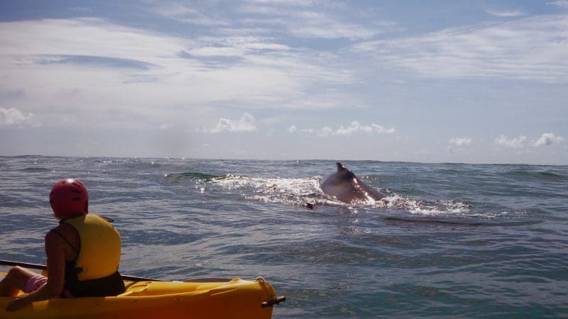 Adventurer in a yellow kayak on an ocean tour observes a whale swimming nearby beneath a partly cloudy sky, vivid marine wildlife scene.