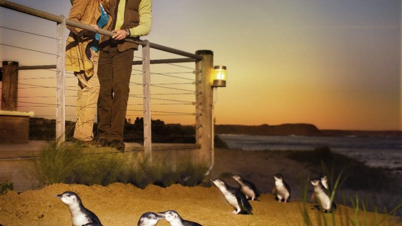 Couple marvels at Phillip Island Penguin Parade Day Tour, observing penguins waddling along golden sunset beach by the sea.