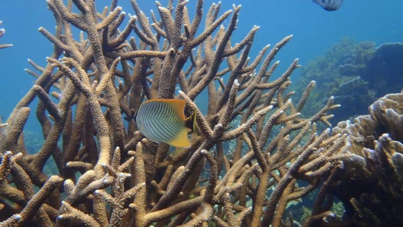Vibrant tropical fish glide through lively branching coral reefs, mirroring underwater scenes on an 8 Day Perth to Exmouth Tour.