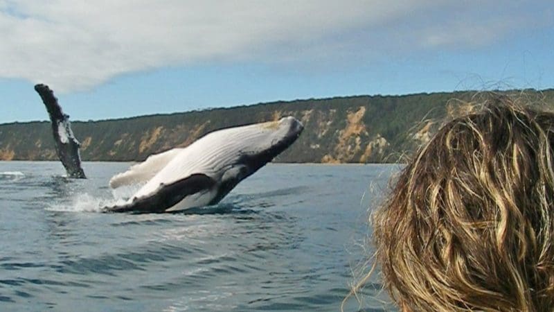 A majestic whale breaches close to a tour boat as a person in a yellow jacket observes during a Great Beach Drive Adventure.