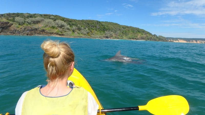 Dolphin kayaking in crystal blue waters by a lush green island under sunny skies on the scenic Great Beach Drive Adventure.