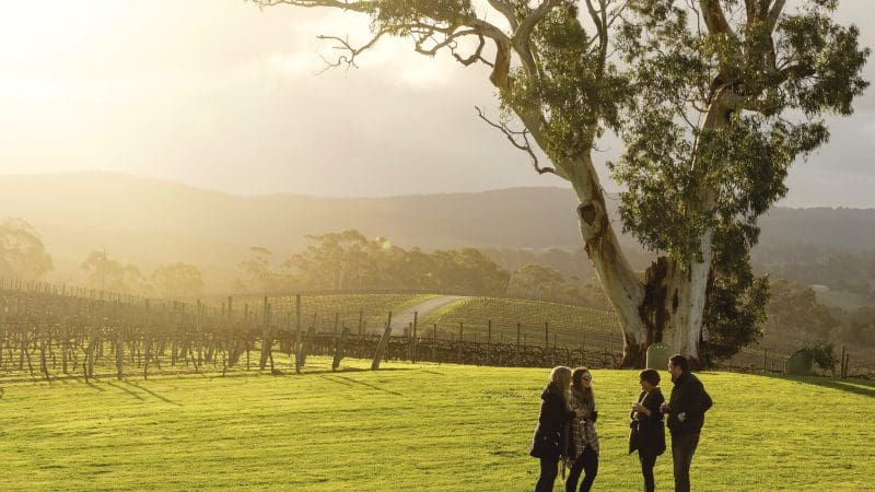 Group of four enjoys sunset on grassy field by a tree during Hahndorf Adelaide Hills Hop On Hop Off Tour, scenic views all round.