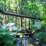 Discover the ultimate 1 Day Cape Tribulation Tour with a striking metal suspension bridge over a vibrant tropical rainforest stream.