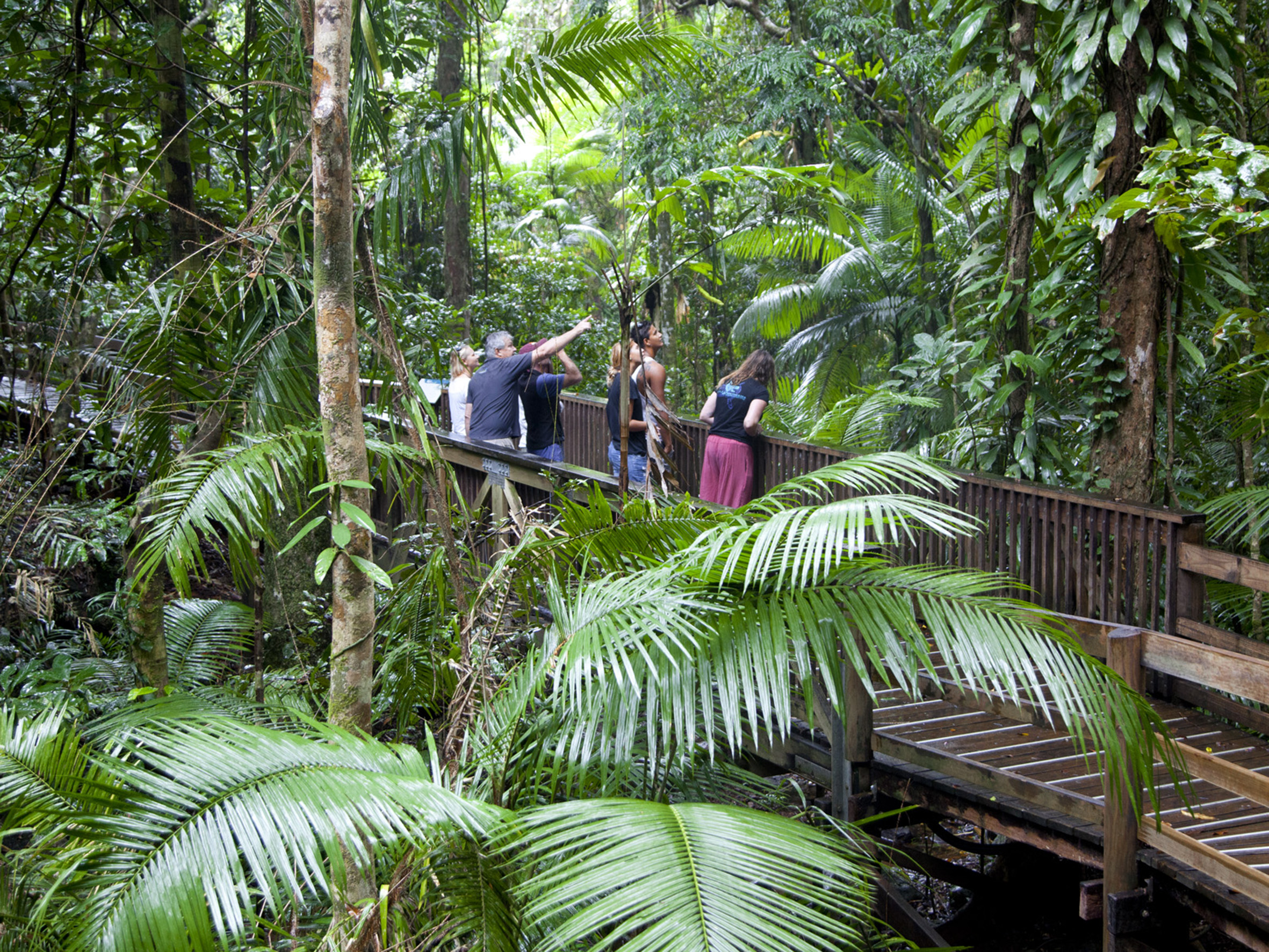 Experience four adventurers exploring the lush Daintree Rainforest boardwalk, one pointing ahead during a Full Day Daintree tour adventure.