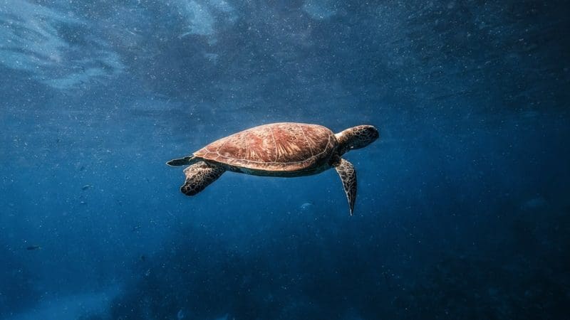 A sunlit sea turtle glides solo through clear waters on a serene Seaquest Outer Reef Day Trip, showcasing vibrant marine life.
