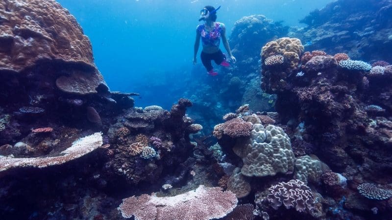 Snorkeller glides above vibrant coral reefs on a Seaquest Outer Reef Day Trip, surrounded by crystal-clear blue ocean waters.