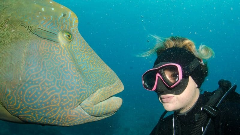 Scuba diver explores Great Barrier Reef on Seaquest Outer Reef Day Trip, encountering and observing a striking patterned fish underwater.