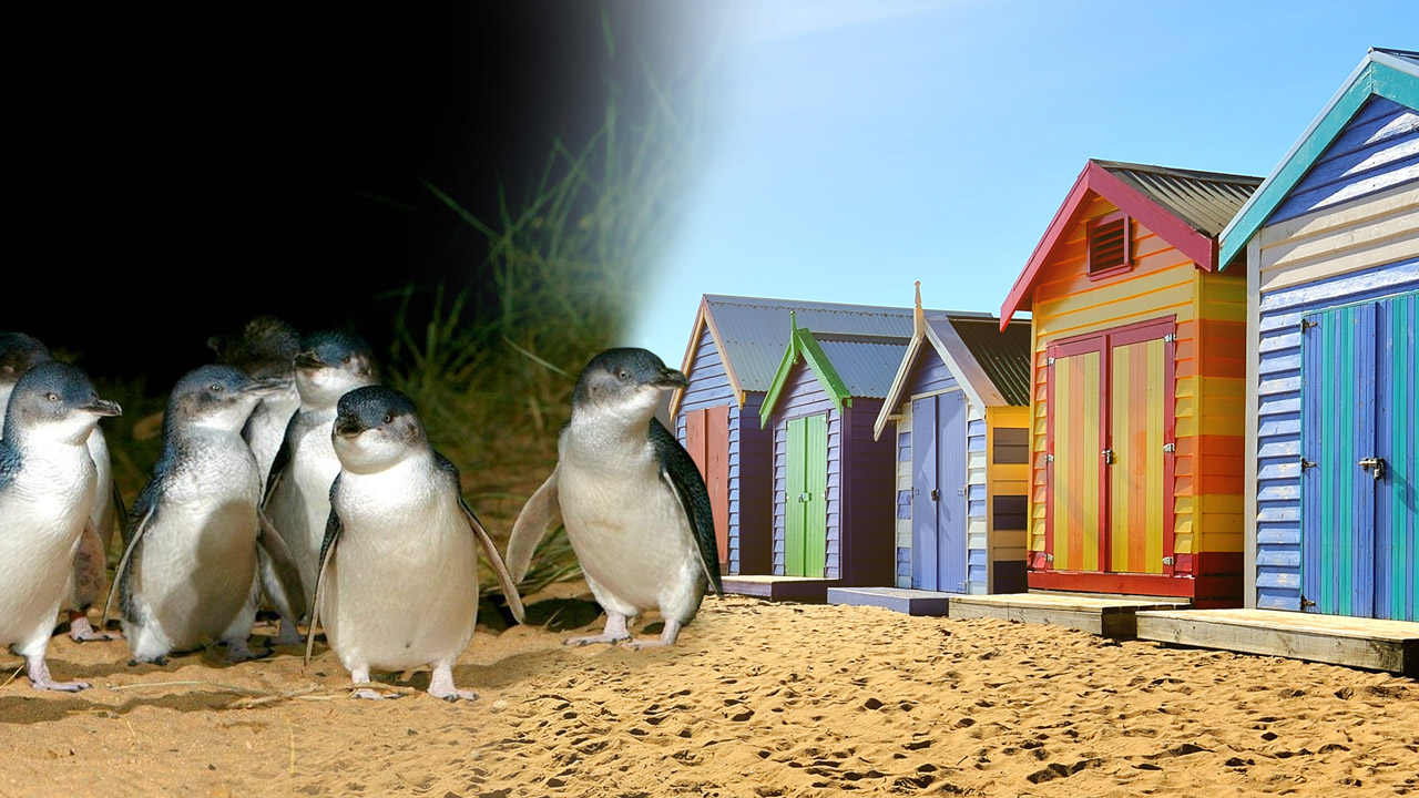 Phillip Island Penguin Parade: penguins on golden sand near vibrant beach huts under a blue sky, experiencing top wildlife tour.