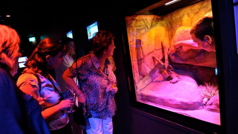 Group observes Croc N History Explorer demo as zookeeper highlights exotic lizard inside a glass terrarium at the zoo exhibit.