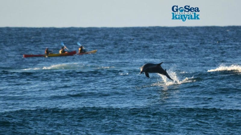 Dolphin leaping beside three kayakers on a Byron Bay Sea Kayak Tour under the blue Go Sea Kayak logo, coastal adventure scene.