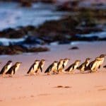 Experience adorable little penguins waddling across Phillip Island’s sandy beach at sunset during the famous Penguin Parade Tour.