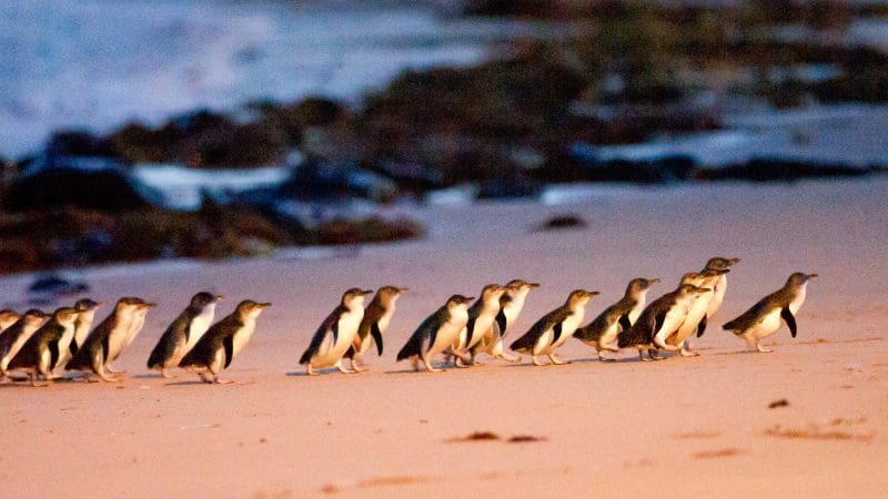 Experience adorable little penguins waddling across Phillip Island’s sandy beach at sunset during the famous Penguin Parade Tour.
