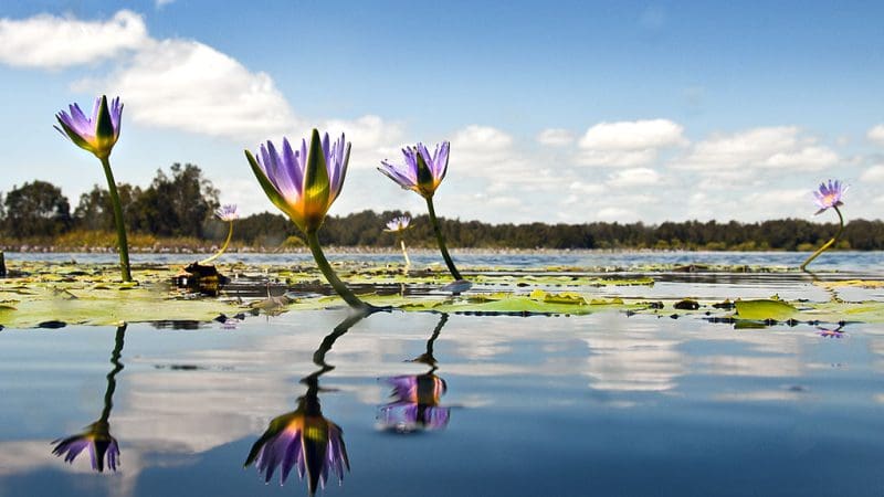 Vibrant purple water lilies in a tranquil pond mirror the peaceful Noosa Everglades Eco Safaris cruise beneath clear blue skies.