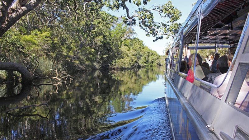 A scenic eco safari boat with tourists glides through Noosa Everglades’ pristine waters under a clear blue sky, Queensland, Australia.