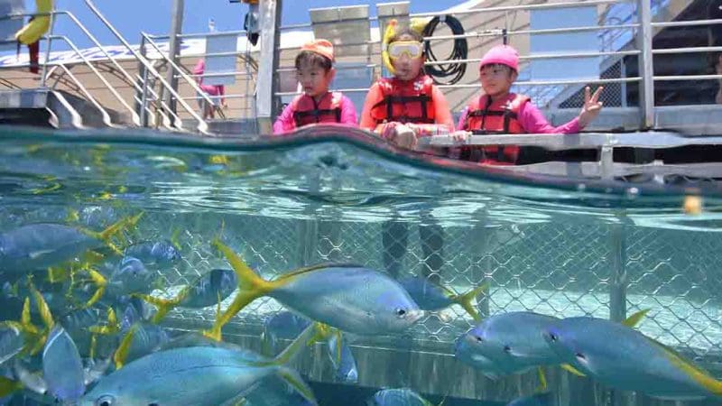 Three children in life jackets observe vibrant tropical fish from a jetty behind a metal railing at Outer Reef, Fitzroy Island, Australia.