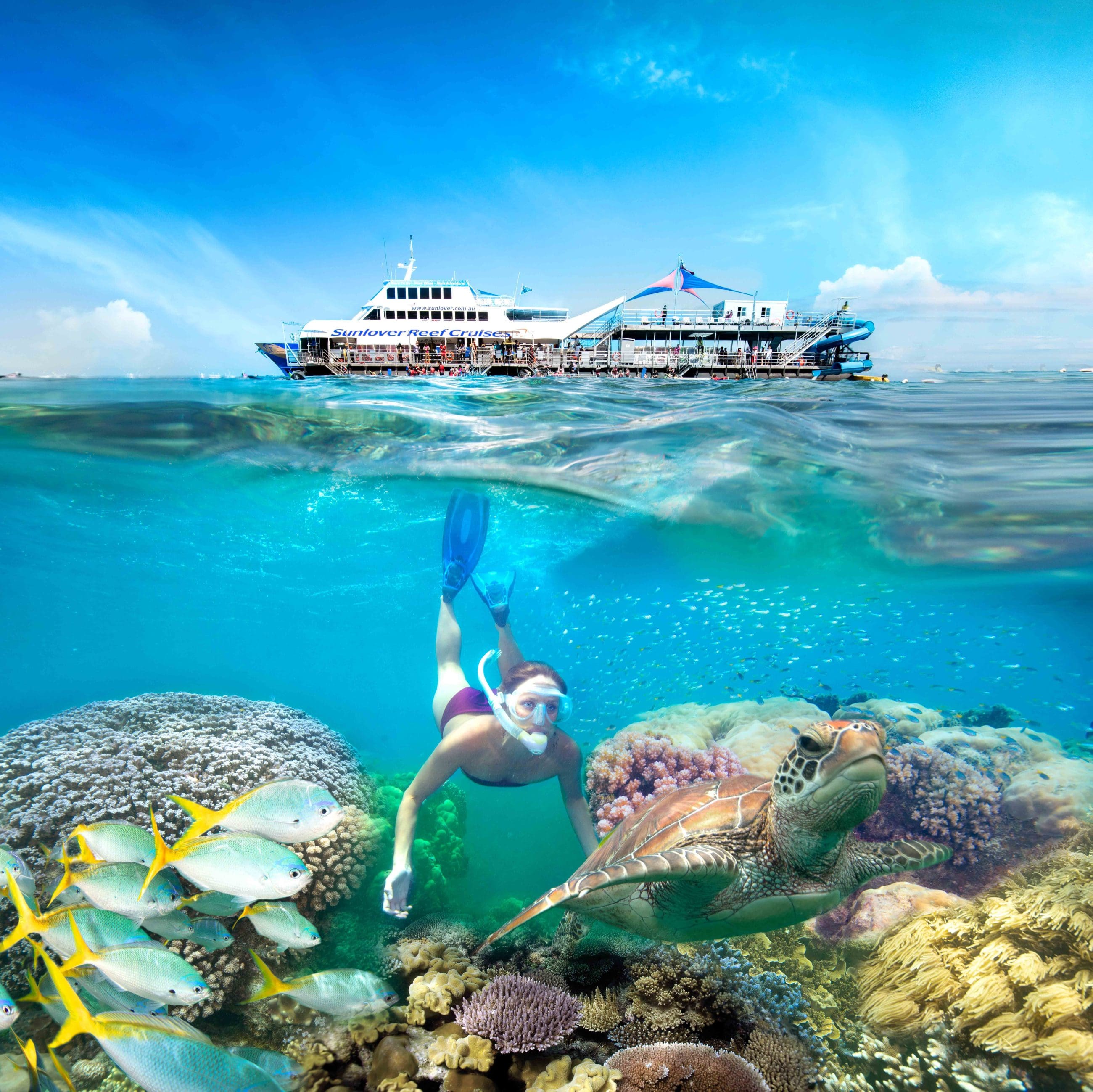 Snorkeller swims above vibrant coral, colourful fish, and sea turtle at Moore Reef beneath tour boat on Great Barrier Reef adventure.
