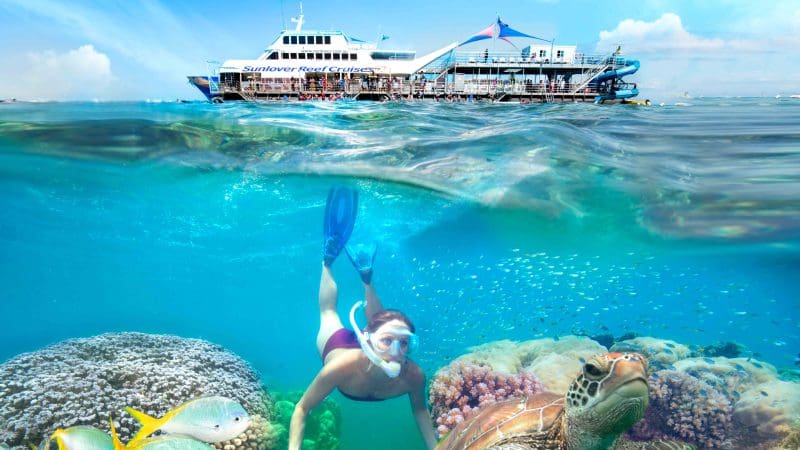 Snorkeller swims above vibrant coral, colourful fish, and sea turtle at Moore Reef beneath tour boat on Great Barrier Reef adventure.