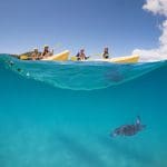 Four people enjoy a Guided Ocean Kayaking Tour, paddling crystal-clear blue waters and viewing a sea turtle under the bright sunny sky.