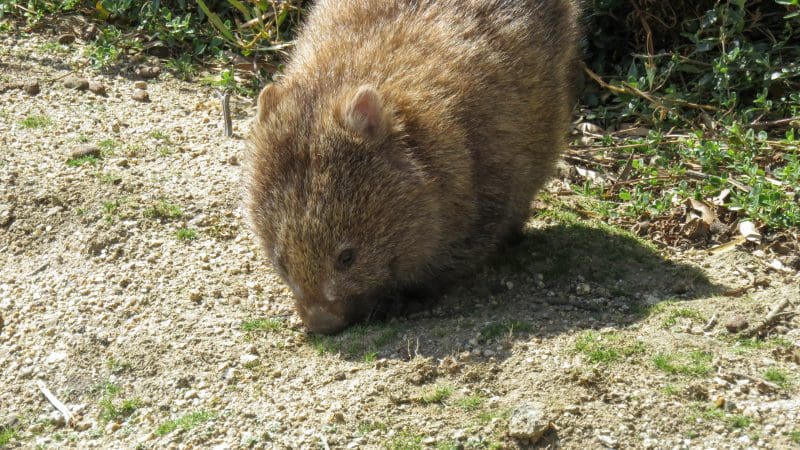 A brown wombat explores lush greenery on a Wineglass Bay Full Day Tour near Richmond, Tasmania, sniffing the ground for food.