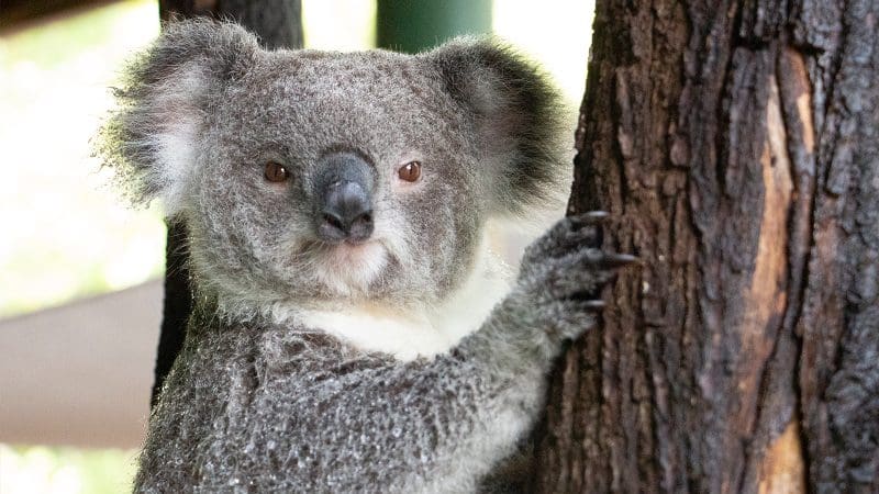 Experience an adorable koala with fluffy fur and round ears clinging to a tree on a Private Exclusive Daintree Cape Tribulation Tour.