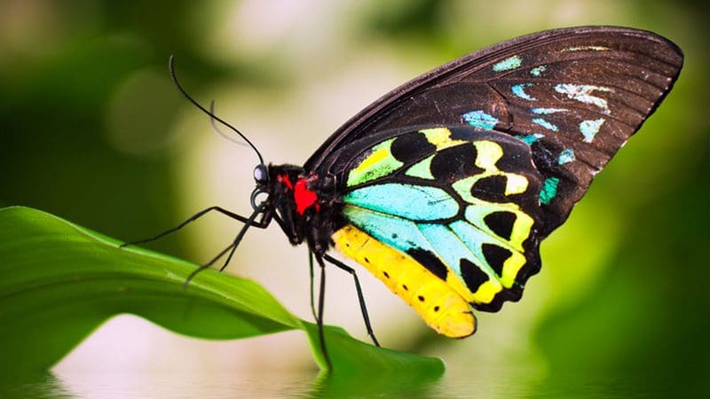 Vivid butterfly at Butterfly Sanctuary perched on lush green leaf over shimmering reflective water, showcasing vibrant wing colours.