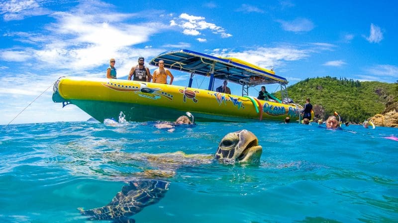 Snorkellers explore crystal-clear blue waters near a bright yellow tour boat at Whitehaven Beach alongside a gliding sea turtle.