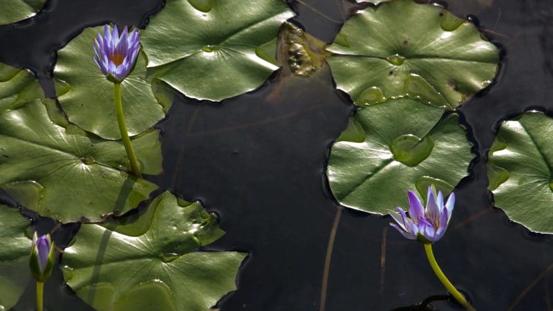 Experience vibrant green lily pads and blooming purple water lilies on a scenic Half Day Noosa Everglades Serenity Cruise tour.