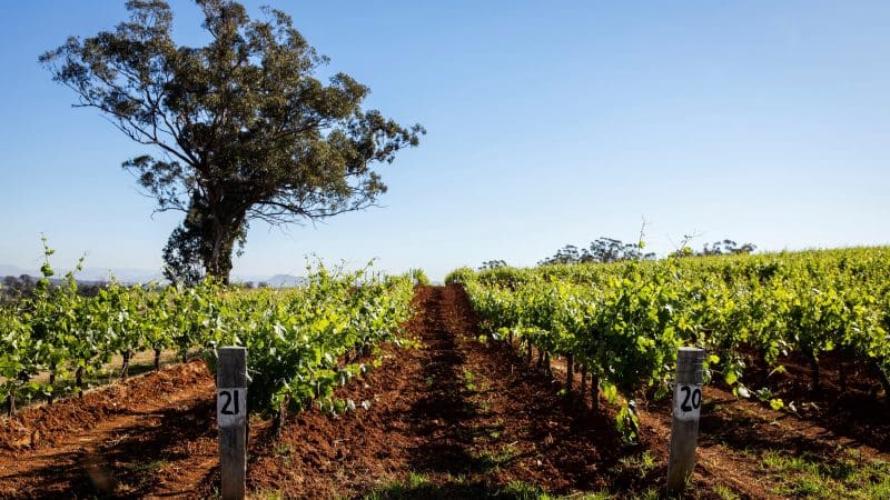 Discover lush rows of grapevines, marked posts, and a grand tree on the 1 Day Hunter Valley Scenic Wine Tour experience.