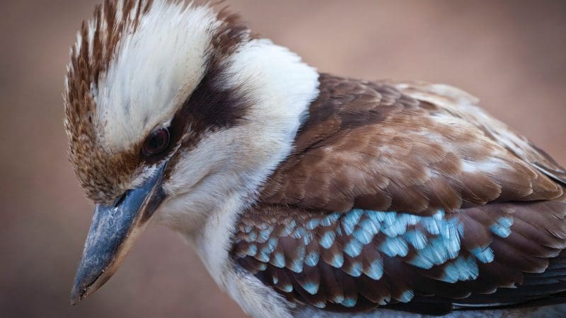 Stunning close-up of a kookaburra with distinctive brown, blue, and white feathers during our Blue Mountains Sunset Tour adventure.