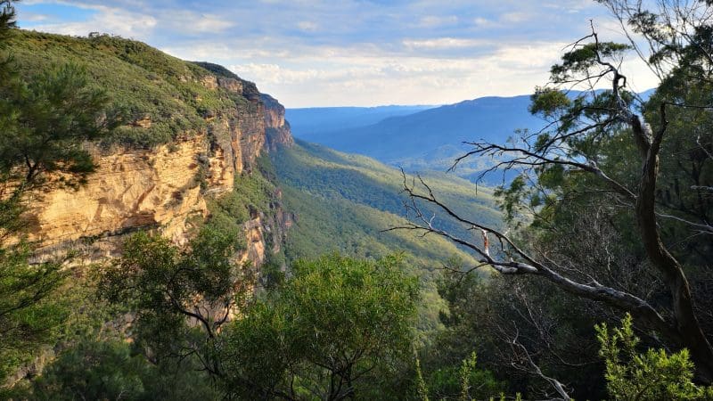 Dramatic cliffs and lush forested valleys beneath a clear blue sky during a 1 Day Blue Mountains Sunset Wilderness Tour adventure.