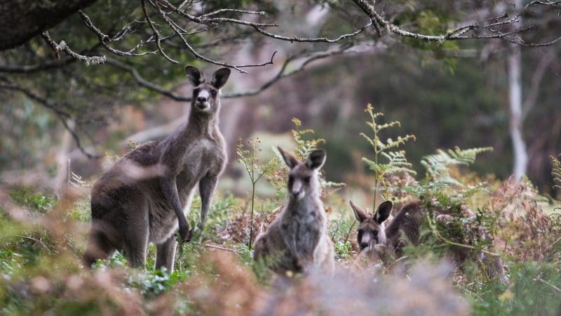 Three kangaroos relax amid lush ferns and tall trees, evoking the tranquil beauty of a Blue Mountains sunset wilderness tour.