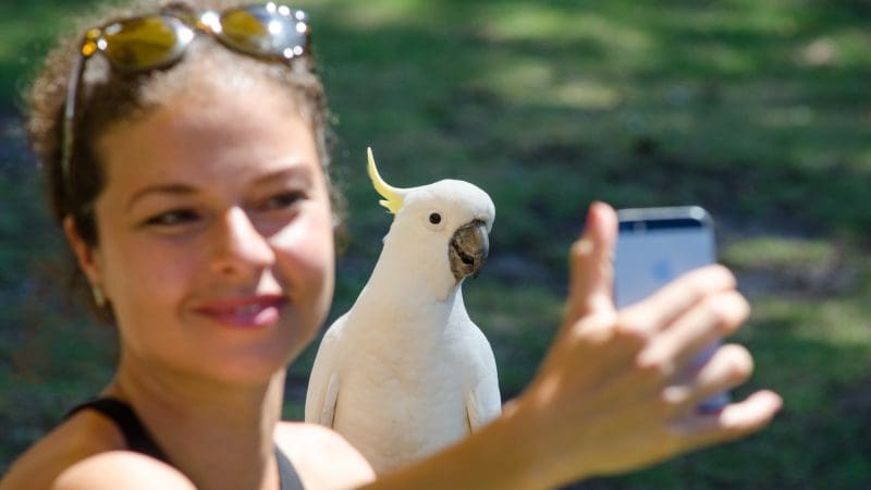 Cheerful woman takes a selfie with a white cockatoo on her Great Ocean Road Reverse Eco Tour in a sunlit scenic park setting.
