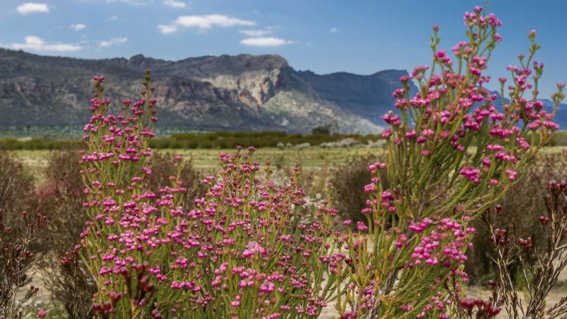 Vibrant pink wildflowers in foreground, scenic mountains and sky backdrop on the 3 Day Great Ocean Road Grampians Explorer tour.