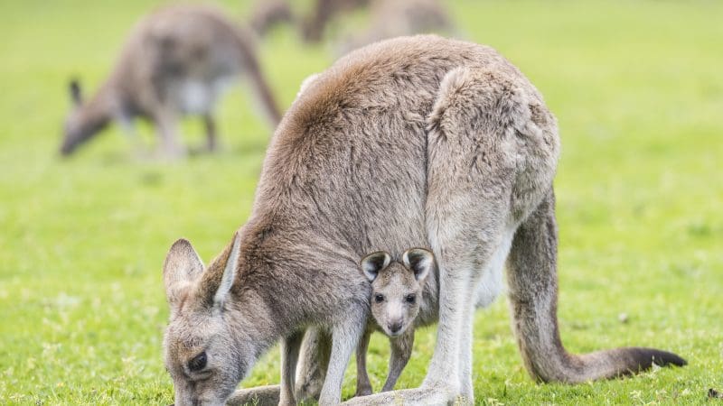 A joey peeks from its mother’s pouch as kangaroos graze on a 3 Day Great Ocean Road Grampians Explorer tour in Australia.