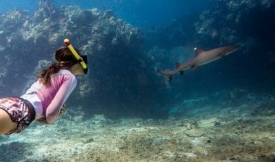 63f712bb35108_334_blue-lagoon-shark-dive-41-3